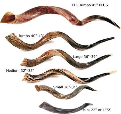 18 best SHOFAR! images on Pinterest | Yom teruah, Trumpet and Antlers