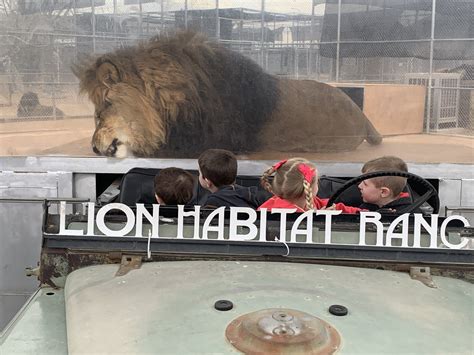 What's Happening at The Lion Habitat Ranch - Vegas Living on the Cheap