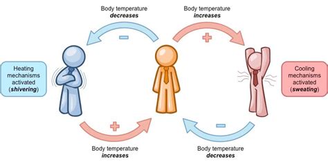 negative feedback | Human body systems, Physiology, Biology humor