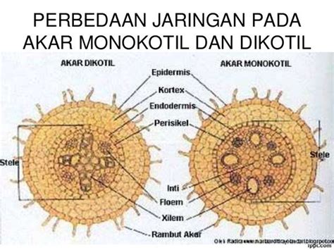 Struktur Dan Fungsi Jaringan Pada Akar Batang Dan Daun Tumbuhan | Porn Sex Picture