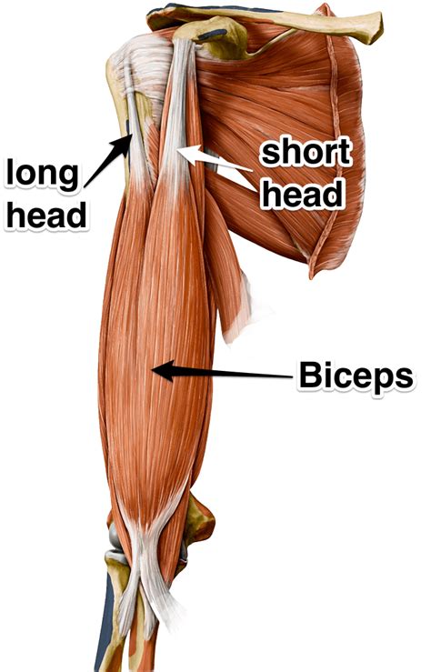 Shoulder / ПЛЕЧИ: The Biceps Brachii Muscle