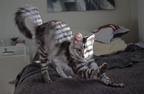 Black silver tabby, most likely a mackerel tabby | Cats, Cat pose ...