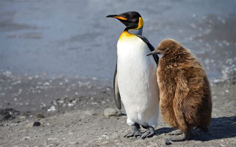 Kingpin. King Penguin (Aptenodytes patagonicus) Creche. Saint Andrews Bay, South Georgia, Sub ...