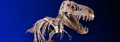 DNA in Dinosaur Bones? | The Institute for Creation Research