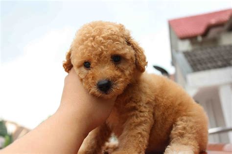 LovelyPuppy: Brown Color Female Toy Poodle@RM650 ONLY!!!