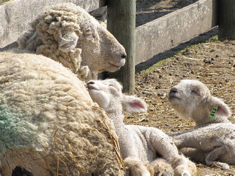 Kline Creek Farm in West Chicago, IL | A living history muse… | Flickr