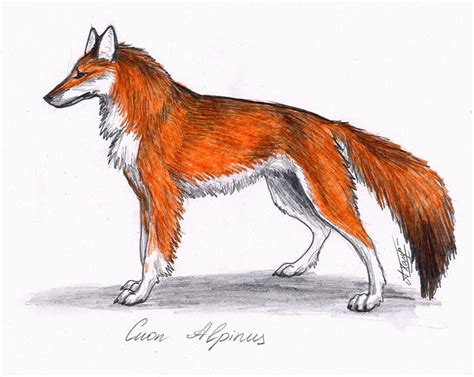 Red Wolf by Annushkathesetter on DeviantArt