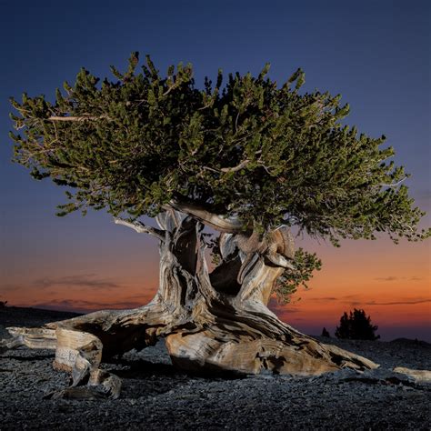 let’s explore together: The world’s oldest tree, known as “Great-Grandfather,” is 5,484 years ...