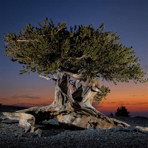 The world’s oldest tree, known as “Great-Grandfather,” is 5,484 years old