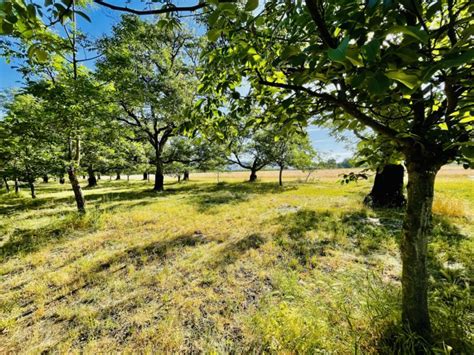 August walnut orchard management considerations in California ...