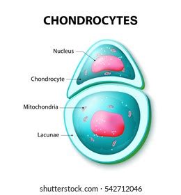 16 Chondroblast Images, Stock Photos & Vectors | Shutterstock