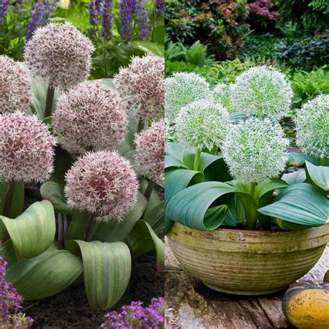 Allium Karataviense Collection | Express Garden Shop