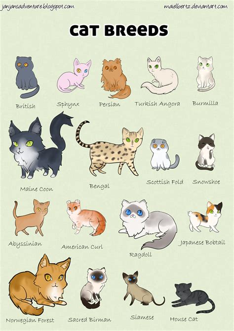 Cat breed poster by maielbertz on DeviantArt