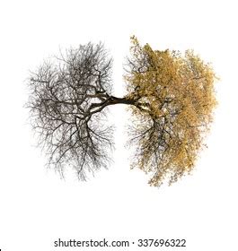 Tree Lungs Isolated On White Stock Photo 337696322 | Shutterstock