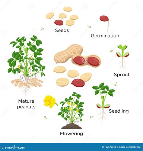 Peanut Growth Stages Vector Illustration in Flat Design. Planting Process of Groundnut Plant ...