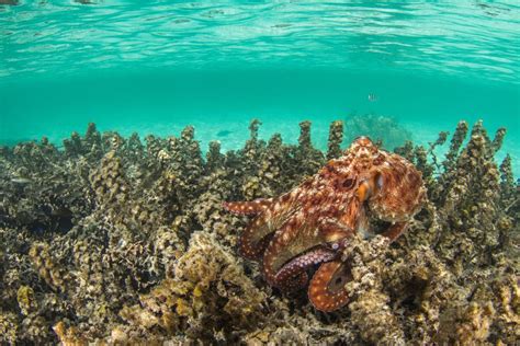 Octopus Hunting | Smithsonian Photo Contest | Smithsonian Magazine