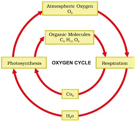 Draw a labelled diagram to show the oxygen cycle in nature. - Sarthaks eConnect | Largest Online ...