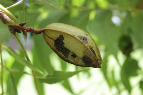 Pecan Shell Mulch » Top Tips on Use and Benefits