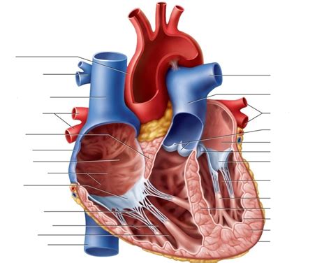 Heart Anatomy Diagram | Quizlet