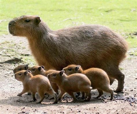 baby capybaras @mrslyzz I AM SOBBING YOU NEED THESE AS UR MASCOTS AT WORK Cute Creatures ...