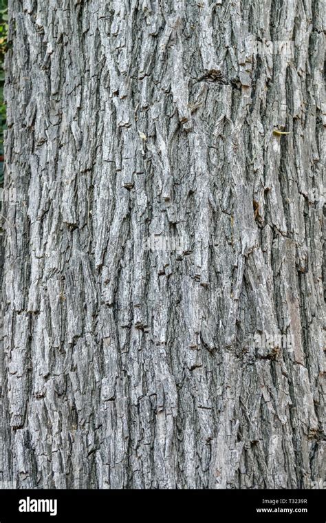 Rosewood, Tipuana tipu, Tree bark texture, Tree trunk Stock Photo - Alamy