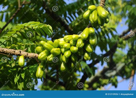 Averrhoa Bilimbi of Belimbing Buluh Stock Photo - Image of lines, averrhoa: 51213926