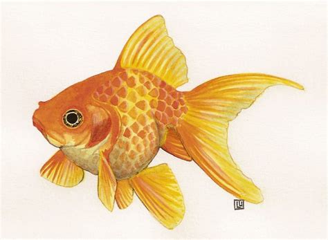 Fish art, Goldfish art, Fish drawings