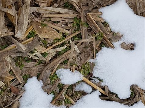 Cover crops in winter - Midwest Bio-Tech, Inc.