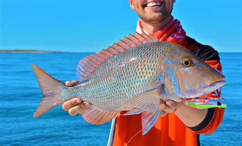 Ningaloo Sportfishing Charters | Reef Fish