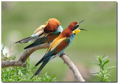 European Bee-Eaters(Merops apiaster) photographed by Donald Talbot at Foce Dell’ Isonzo, Italy ...