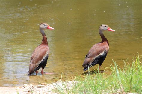 Black-bellied Whistling Duck Facts, Habitat, Lifespan, Pictures