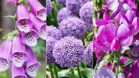 Types of Purple Flowers + Pictures & Descriptions | Petal Talk