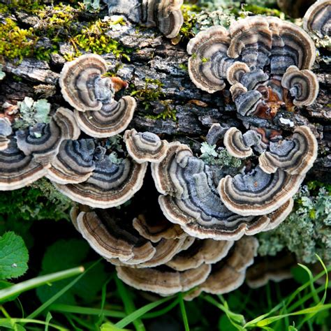 Turkey Tail Mushroom - Trametes versicolor | Mayernik Kitchen | Turkey tail mushroom, Stuffed ...