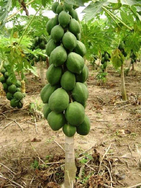 10 Varieties of Papaya in India | Different Types of Papaya Trees