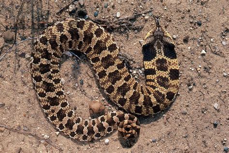 Eastern Hognose Snake Photograph by Jeffrey Lepore - Pixels