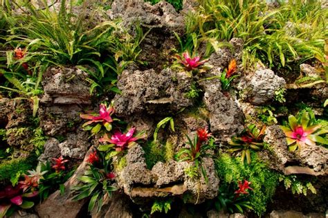 Premium Photo | View on bromelia flowers on rocks in a garden