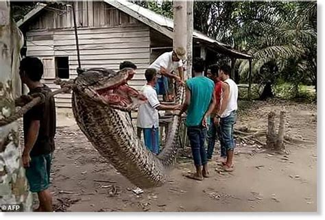 Giant 25ft python attacks Indonesian man, villagers rescue him then ...