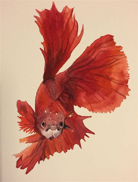 watercolor betta fish 2015. Prints are available upon request! $15-20 depending on shipping cost ...