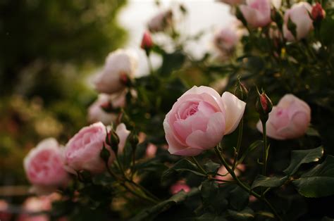 4K Ultra HD Nature's Elegance: Rose in Bloom