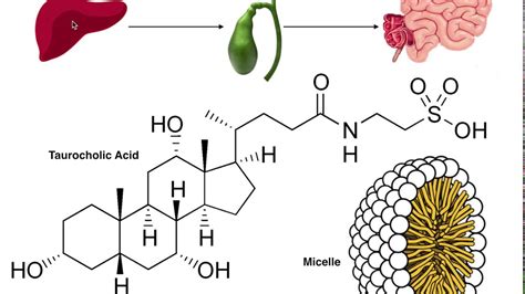 Bile Salt Structure