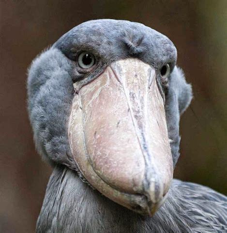 posted on Google+ by Liberia Wildlife Shoebill, a resident of East Africa. | Shoebill, Shoebill ...