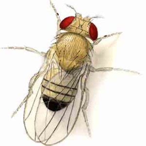 LALAT BUAH (Drosophila melanogaster) ~ BiolOgY loVeRs