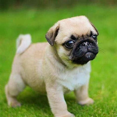 Baby pug🤩 : r/pug