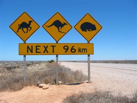Roadkill in Australia | Australian road signs, Australia, Australia travel