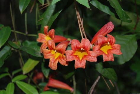 Bignonia capreolata 'Jekyll' – Nurseries Caroliniana