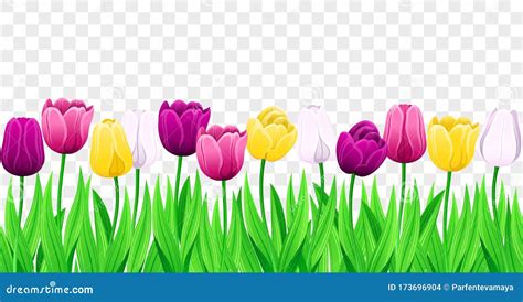 Seamless Row of Vector Colorful Tulips with Leaves. Set of Isolated Spring Flowers Stock Vector ...