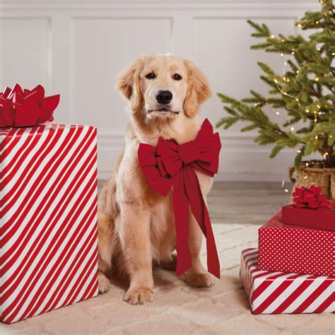 Dog Christmas Photos