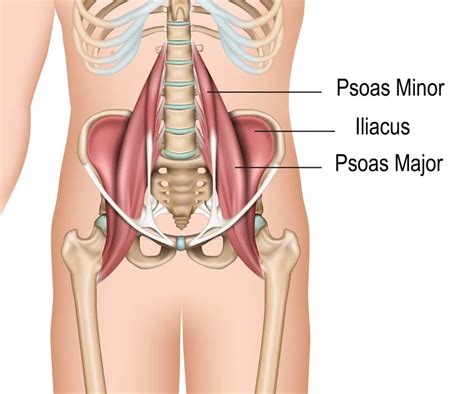 Psoas Minor Muscle Origin, Insertion, Function, Exercise | atelier-yuwa ...