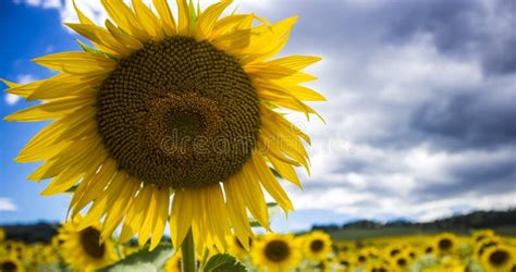 Sunflower field in Tuscany stock photo. Image of landscape - 95428650