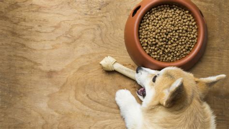 Best Dog Food For Corgi: 9 Brands Your Pooch Will Love